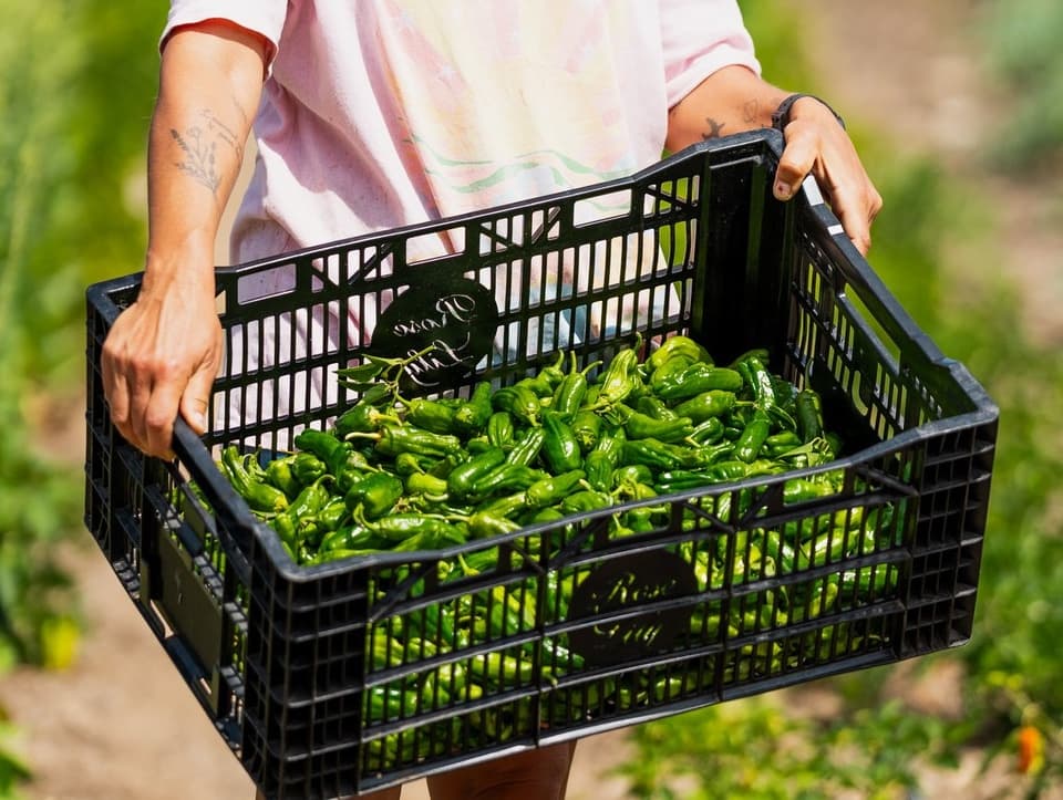 Fresh produce in basket
