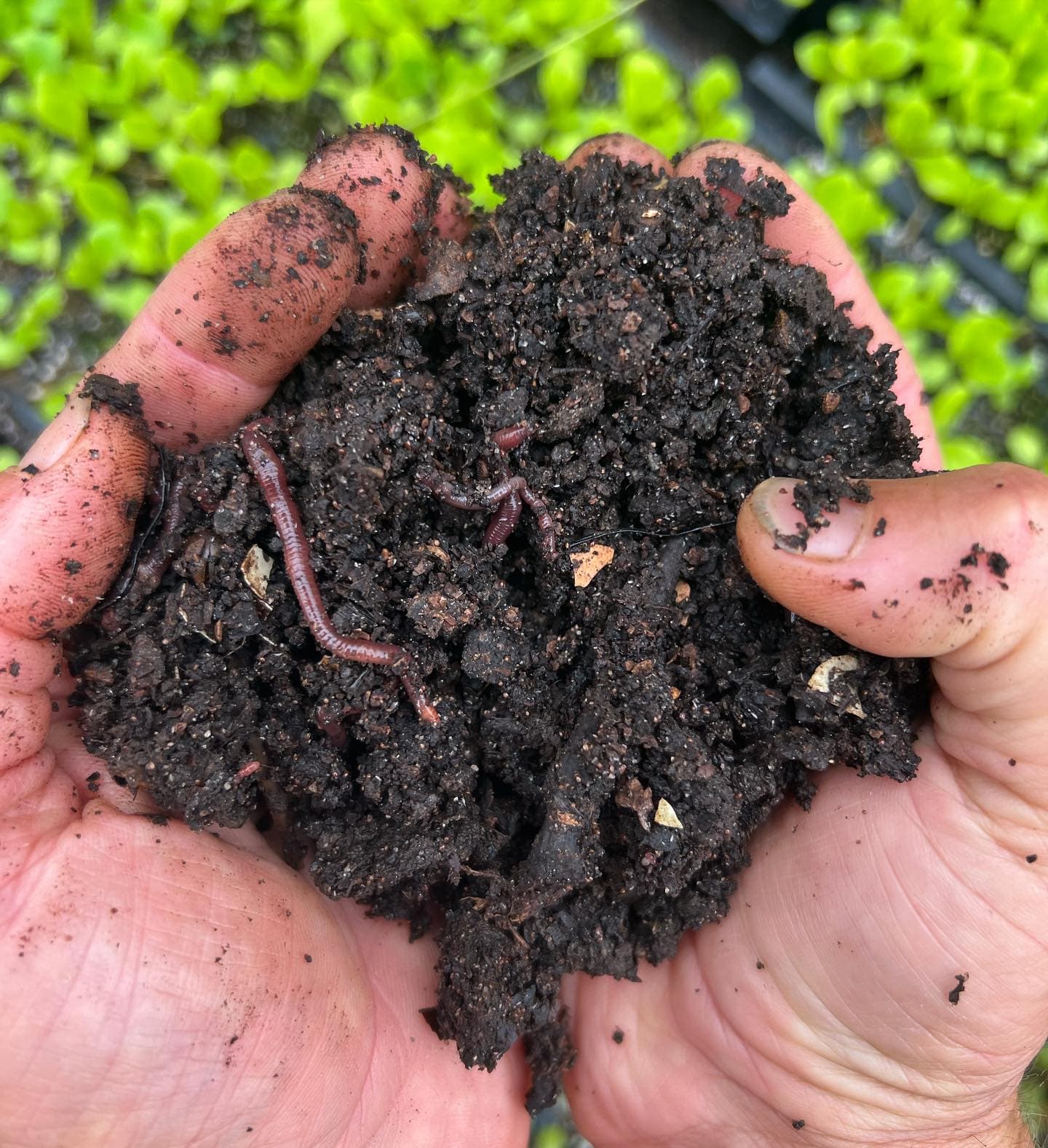 Hands with soil and earthworm